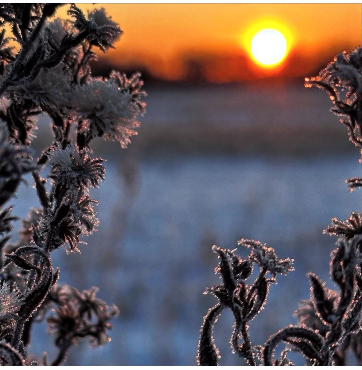 FrostedHorizon. L Green